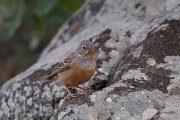 DPPhotography - Lesvos - Cretzchmar's bunting - B