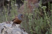 DPPhotography - Lesvos - Cretzchmar's bunting - D