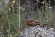 DPPhotography - Lesvos - Cretzchmar's bunting - E