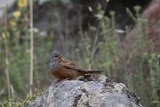 DPPhotography - Lesvos - Cretzchmar's bunting - F