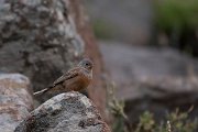 DPPhotography - Lesvos - Cretzchmar's bunting - H