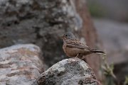 DPPhotography - Lesvos - Cretzchmar's bunting - I