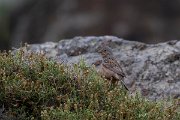 DPPhotography - Lesvos - Cretzchmar's bunting - J