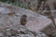 DPPhotography - Lesvos - Cretzchmar's bunting - K