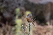 DPPhotography - Lesvos - Cretzchmar's bunting - M