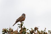 DPPhotography - Lesvos - Cretzchmar's bunting - N