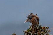 DPPhotography - Lesvos - Cretzchmar's bunting - O