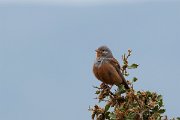 DPPhotography - Lesvos - Cretzchmar's bunting - P