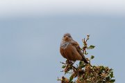 DPPhotography - Lesvos - Cretzchmar's bunting - Q