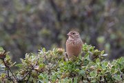 DPPhotography - Lesvos - Cretzchmar's bunting - R