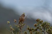 DPPhotography - Lesvos - Cretzchmar's bunting - S