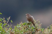 DPPhotography - Lesvos - Cretzchmar's bunting - U