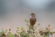 DPPhotography - Lesvos - Cretzchmar's bunting - V