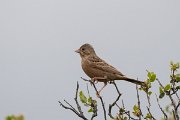 DPPhotography - Lesvos - Cretzchmar's bunting - W