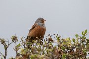 DPPhotography - Lesvos - Cretzchmar's bunting - X