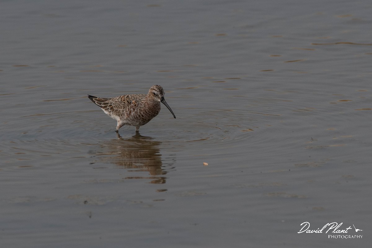 DPPhotography - Lesvos - Curlew sandpiper - A.jpg - Curlew sandpiper - Kalloni saltpans, Lesvos