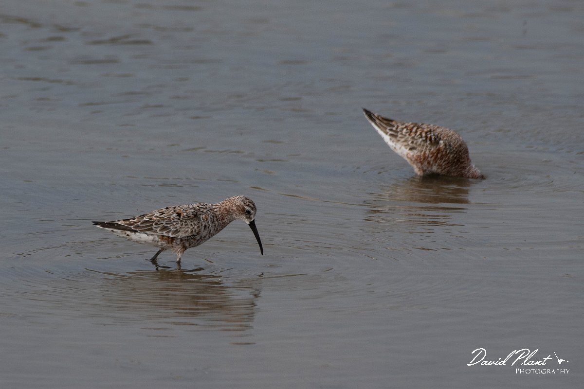 DPPhotography - Lesvos - Curlew sandpiper - B.jpg - Curlew sandpiper - Kalloni saltpans, Lesvos