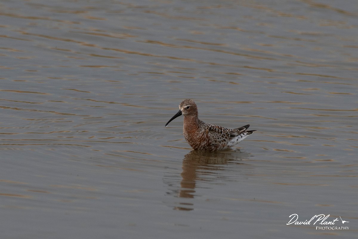 DPPhotography - Lesvos - Curlew sandpiper - D.jpg - Curlew sandpiper - Kalloni saltpans, Lesvos