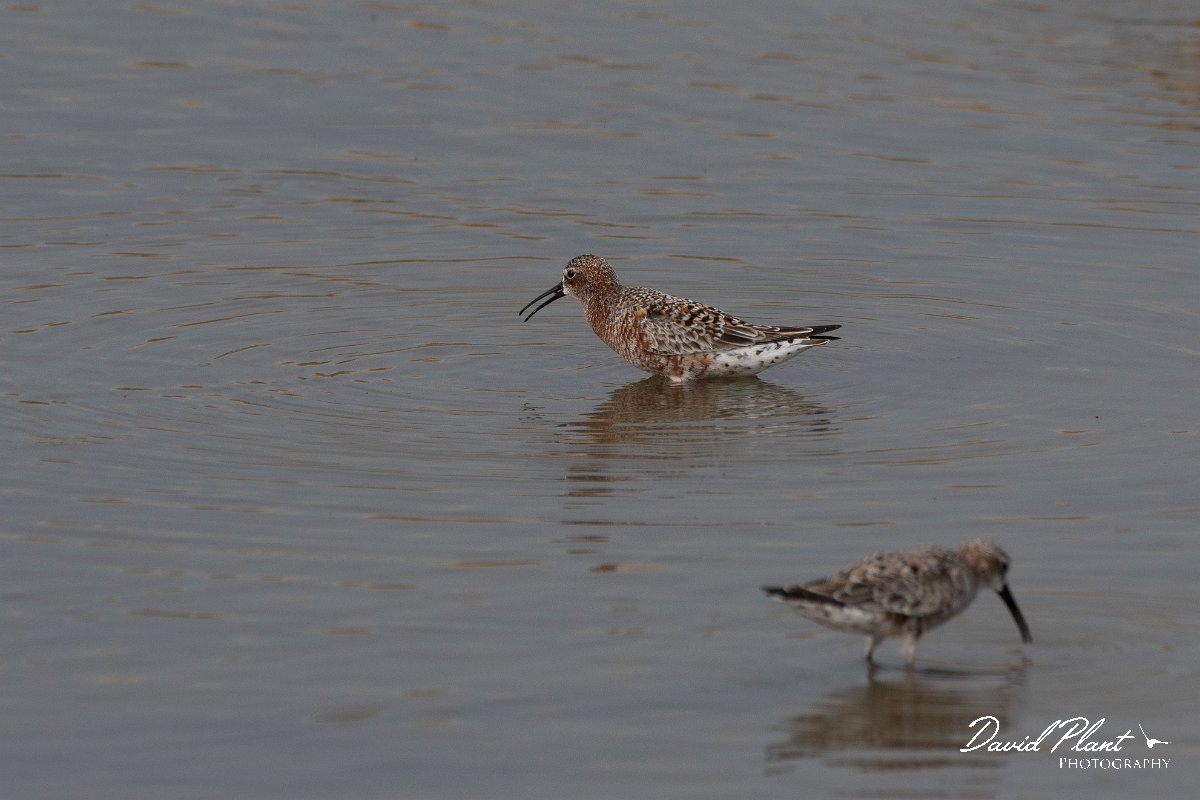 DPPhotography - Lesvos - Curlew sandpiper - E.jpg - Curlew sandpiper - Kalloni saltpans, Lesvos