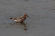 DPPhotography - Lesvos - Curlew sandpiper - C