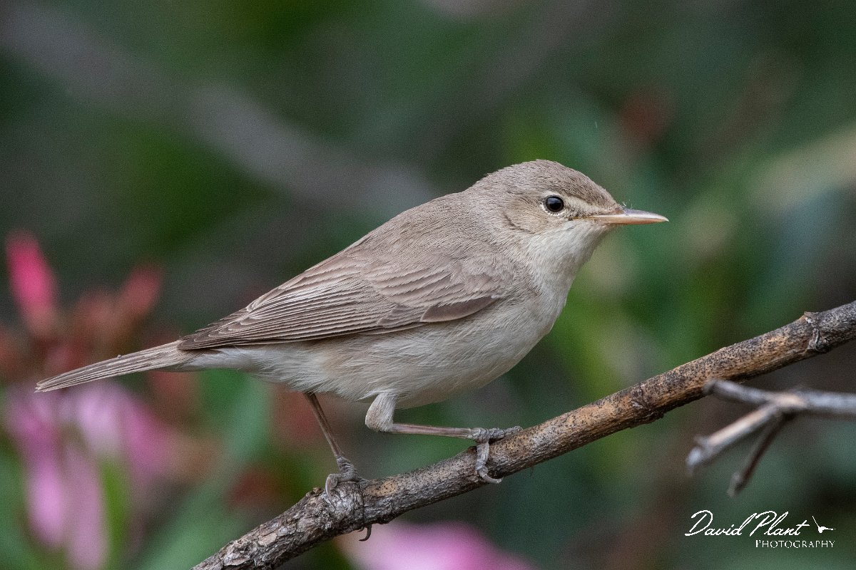DPPhotography - Lesvos - Eastern olivaceous warbler - A.jpg - Eastern olivaceous warbler - Tsiknias river, Lesvos