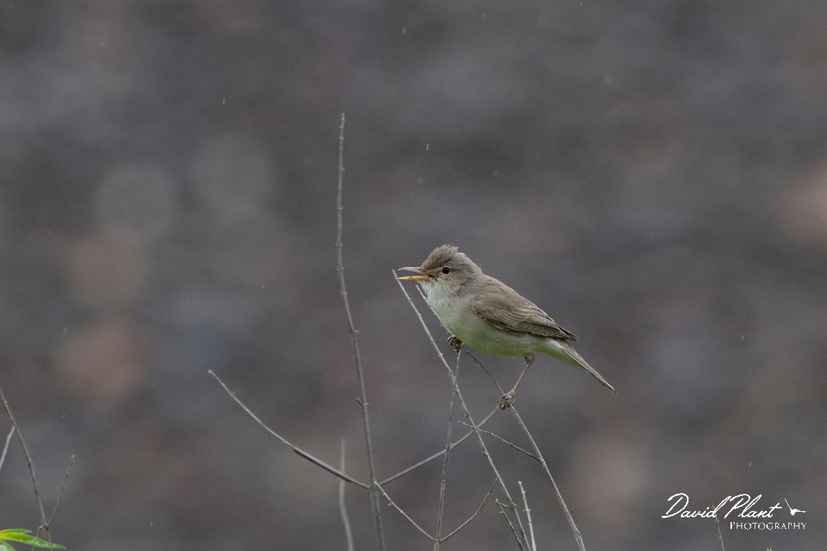 DPPhotography - Lesvos - Eastern olivaceous warbler - C.jpg - Eastern olivaceous warbler - Tsiknias river, Lesvos
