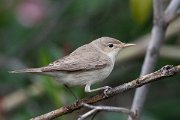 DPPhotography - Lesvos - Eastern olivaceous warbler - B