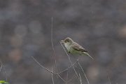 DPPhotography - Lesvos - Eastern olivaceous warbler - C