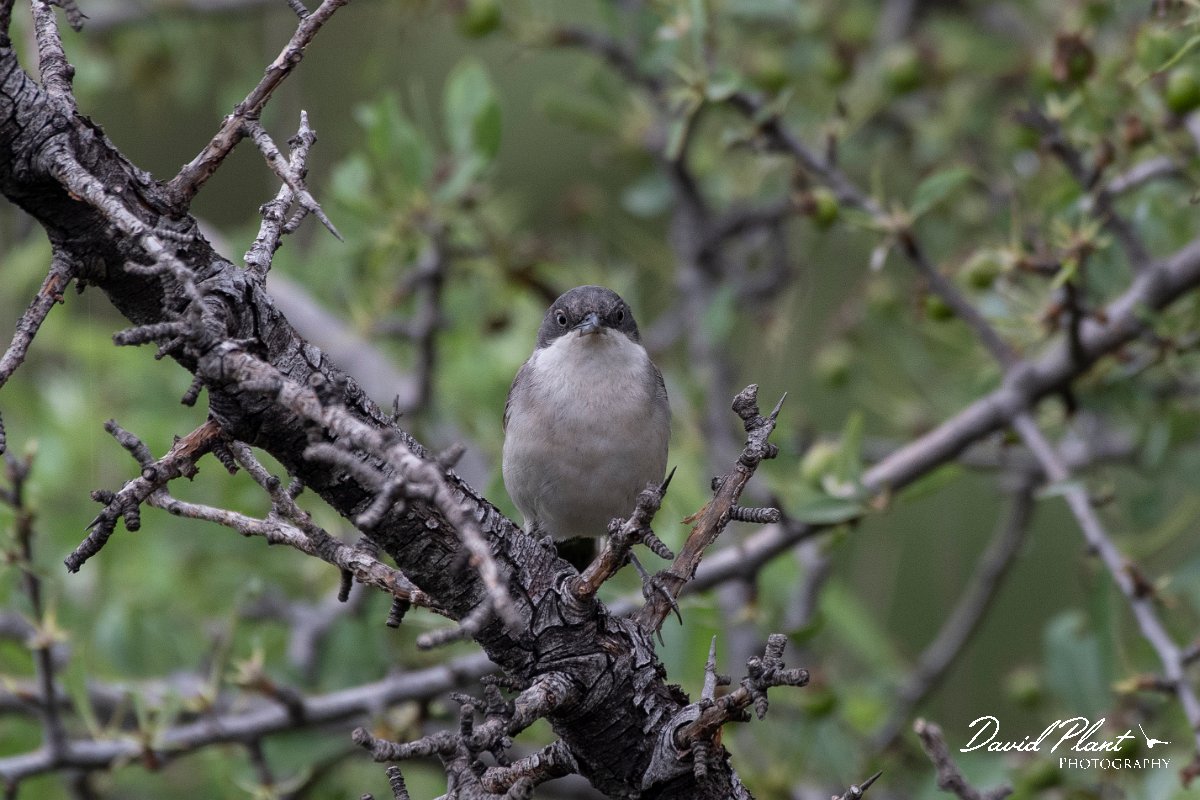 DPPhotography - Lesvos - Eastern orphean warbler - B.jpg - Eastern orphean warbler - Madaros, Lesvos