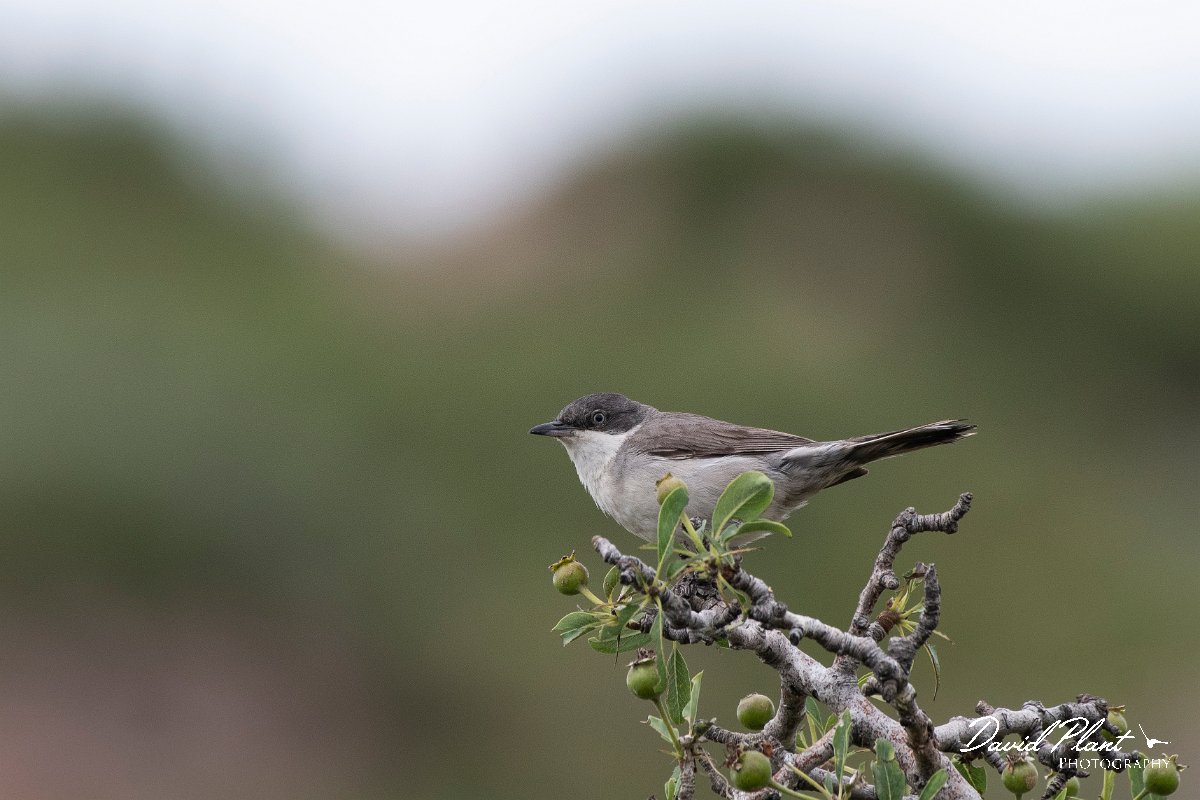 DPPhotography - Lesvos - Eastern orphean warbler - E.jpg - Eastern orphean warbler - Madaros, Lesvos