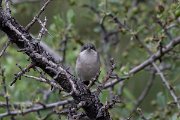 DPPhotography - Lesvos - Eastern orphean warbler - B