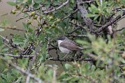 DPPhotography - Lesvos - Eastern orphean warbler - C