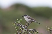 DPPhotography - Lesvos - Eastern orphean warbler - D