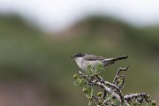 DPPhotography - Lesvos - Eastern orphean warbler - E