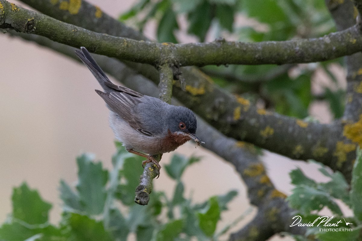 DPPhotography - Lesvos - Eastern subalpine warbler - F.jpg - Eastern subalpine warbler - Ipsilou Monastery, Lesvos