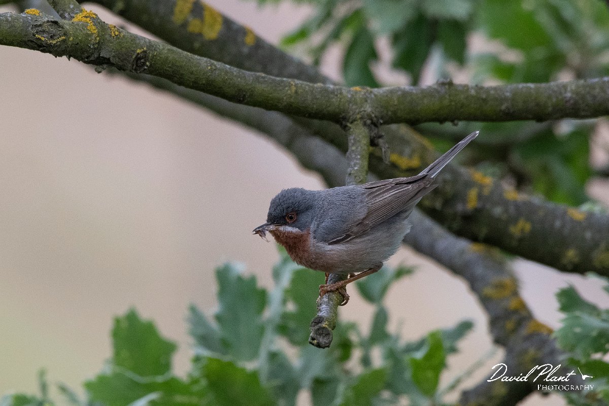DPPhotography - Lesvos - Eastern subalpine warbler - G.jpg - Eastern subalpine warbler - Ipsilou Monastery, Lesvos