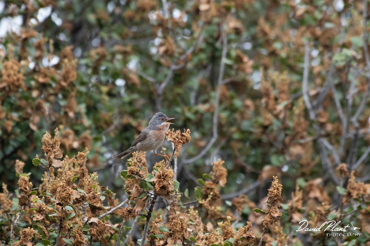DPPhotography - Lesvos - Eastern subalpine warbler - J.jpg - Eastern subalpine warbler - Madaros, Lesvos
