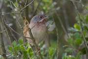 DPPhotography - Lesvos - Eastern subalpine warbler - A