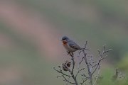 DPPhotography - Lesvos - Eastern subalpine warbler - D