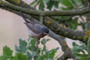 DPPhotography - Lesvos - Eastern subalpine warbler - F
