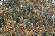 DPPhotography - Lesvos - Eastern subalpine warbler - H