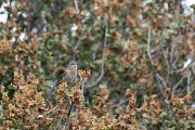 DPPhotography - Lesvos - Eastern subalpine warbler - I