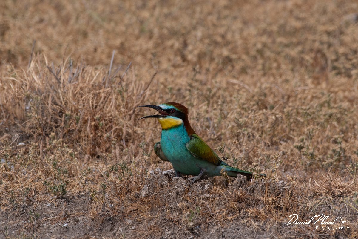 DPPhotography - Lesvos - European bee-eater - C.jpg - European bee-eater - Kalloni saltpans, Lesvos