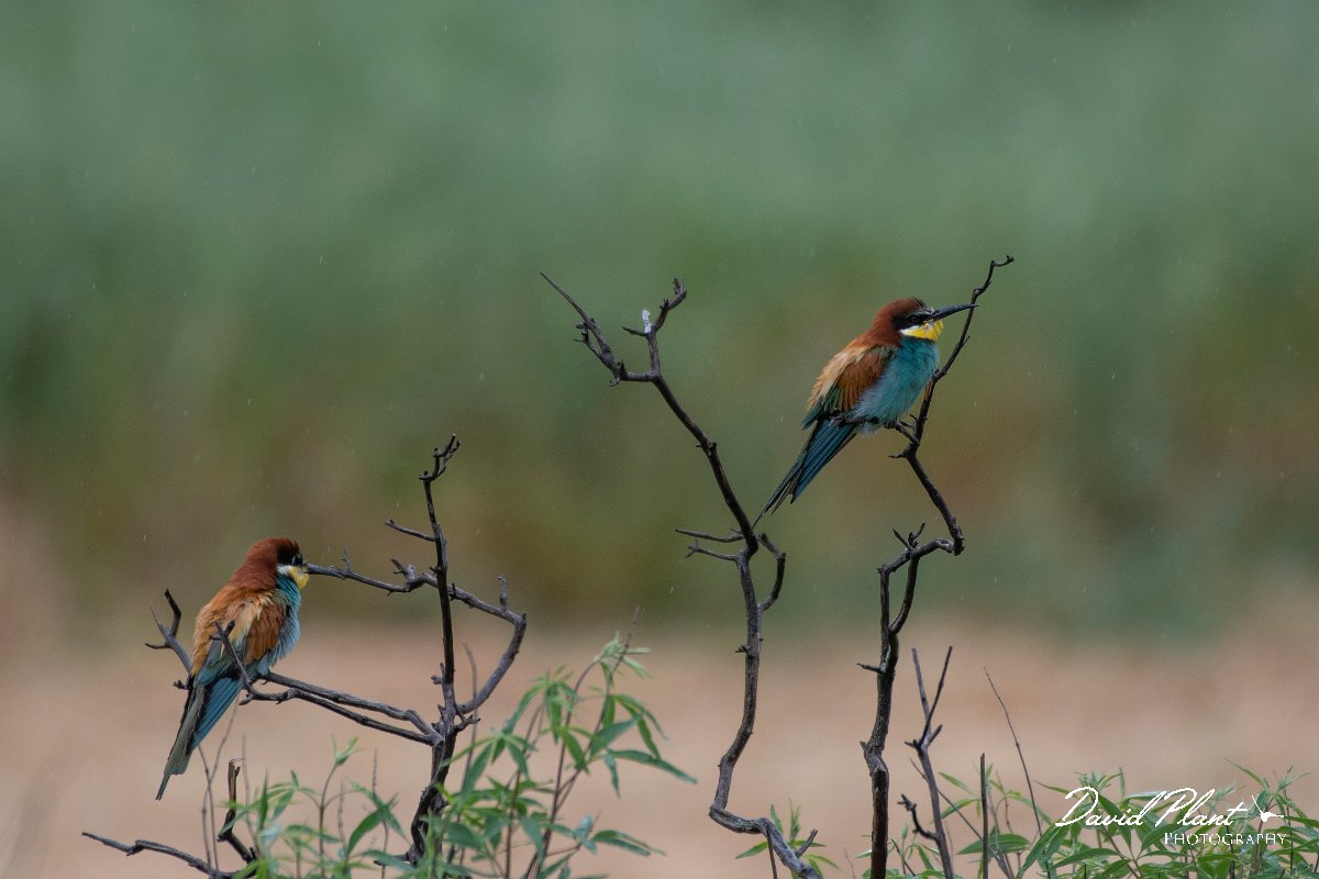 DPPhotography - Lesvos - European bee-eater - D.jpg - European bee-eater - Madaros, Lesvos