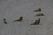 DPPhotography - Lesvos - European bee-eater - A