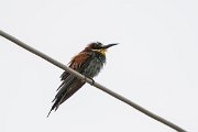 DPPhotography - Lesvos - European bee-eater - B