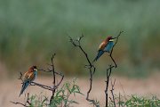 DPPhotography - Lesvos - European bee-eater - D