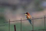DPPhotography - Lesvos - European bee-eater - E
