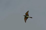 DPPhotography - Lesvos - European bee-eater - F