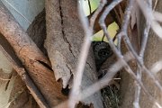 DPPhotography - Lesvos - European scops-owl - A